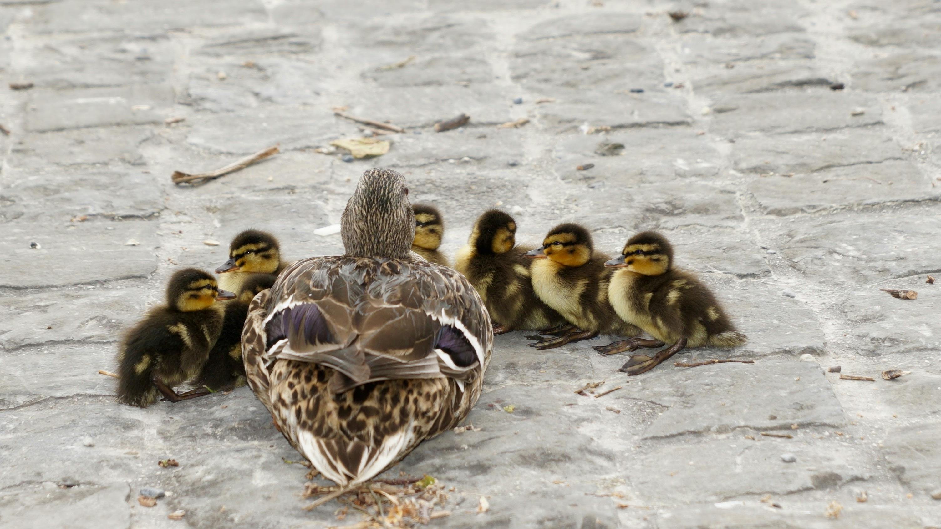 Family Resilience